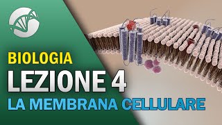 BIOLOGIA  Lezione 4  La Membrana Cellulare [upl. by Irat]