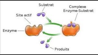 Rôle et mode daction des enzymes [upl. by Granny]