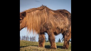 Cushings PPID and Metabolic Syndrome in Horses [upl. by Shere]