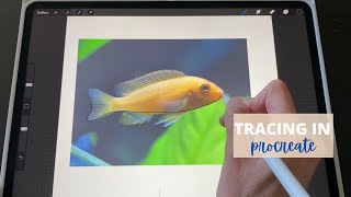 Tracing a photo in Procreate how To step by step Tutorial [upl. by Atineg]