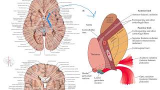 More detail on the internal capsule [upl. by Kyrstin424]