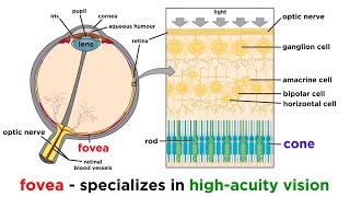 Macular Pucker Vitrectomy Surgery [upl. by Elac]