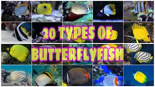 20 TYPES OF BUTTERFLYFISH [upl. by Rhys]