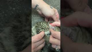 Botfly Larvae removal from a kitten [upl. by Osnofledi]