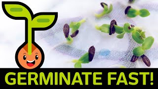 🌱 Fast amp Easy Seed Germination How to Start Seedlings from Paper Towel Method Container vs Baggie [upl. by Austine]