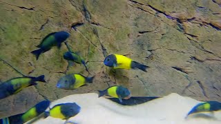 The BEST African Cichlid Breeder Tour [upl. by Eyahsal]