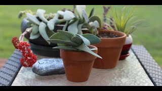 Tips for growing propeller plant crassule falcata [upl. by Nyrok]