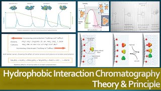 Hydrophobic Interaction Chromatography Theory and Principle Protein Purification Method [upl. by Suoivatnod542]