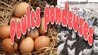 COMMENT DÉBUTER UN ÉLEVAGE DE POULES PONDEUSES  blog Hawa Conseils Elevage [upl. by Silvio]