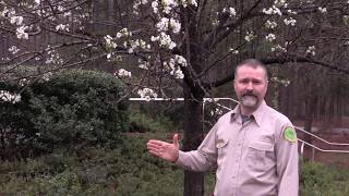 Invasive Bradford Pear Removal [upl. by Bigelow]