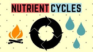 Cycles Within Ecosystems  Nitrogen Cycle  GCSE Biology 91 [upl. by Ikairik]