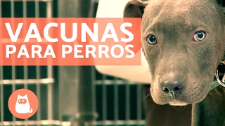 Vacunas para perros cachorros y adultos  CONSEJOS VETERINARIOS [upl. by Mirna599]