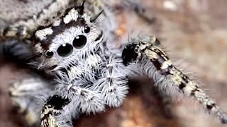 Cute Jumping Spider has SKILLS [upl. by Ehr]