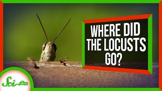 How Farmers Accidentally Killed Off North Americas Locusts [upl. by Arriet691]