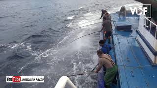 Pesca de Atum «Traineira Rei dos Açores» Atum Santa Catarina 2020 [upl. by Asirram]