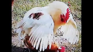 Isa Brown rooster crowing mating [upl. by Mathur601]