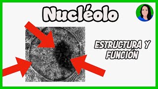 Nucléolo  Célula eucariota Estructura y función [upl. by Oniuqa7]