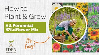 Tips for Growing All Perennial Wildflower Mix [upl. by Takken]