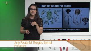 Zoologia de Invertebrados  Aula 23  Filo Arthropoda Hexapoda  Insecta [upl. by Ecnaralc]