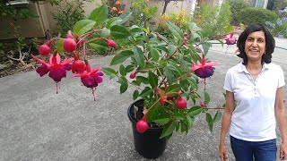 Propagating Fuchsia from cuttings with updates [upl. by Pillyhp216]