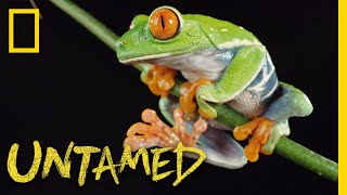 RedEyed Tree Frog  Untamed [upl. by Downall]