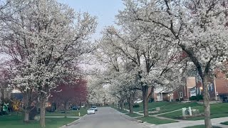 Spring Blossoms Cincinnati Ohio USA [upl. by Areyk]