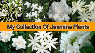 My Collection Of Most Fragrant Jasmine Plants varieties  7 types of Jasmine plants  Jasmine Plants [upl. by Giesser]