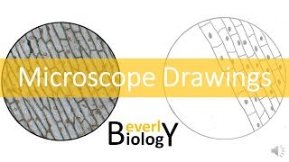 Proper Microscope Drawings and Observations [upl. by Brookner]