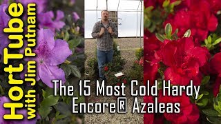 The 15 Most Cold Hardy Encore® Azaleas [upl. by Ahsuatan]