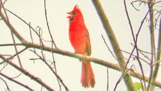 Northern Cardinal Singing Three Songs [upl. by Jourdan]