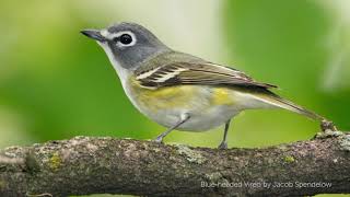 Blueheaded Vireo Song [upl. by O'Donovan]