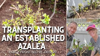 🌿 Transplanting Our Established Azaleas Part 1 Front Garden Bed Redesign 🌿 [upl. by Xanthus]