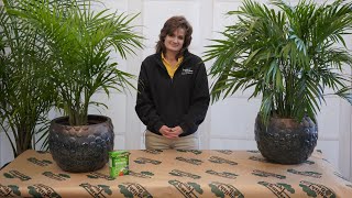 How to Care for a Majesty Palm ENGLISH GARDENS [upl. by Corri]