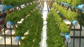 Hydroponic Lettuce ExperimentVertical Growing [upl. by Mandelbaum]