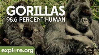 Gorilla Documentary  Gorillas 986 Human  Explore Films [upl. by Inalial76]