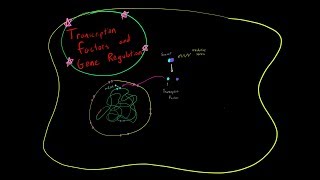 How Transcription Factors Regulate Gene Expression Genetics MCAT [upl. by Nicolais]