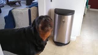 Rufus the Rottweiler Crying for Mommy [upl. by Brandise]