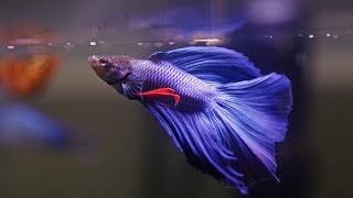 HOW TO Care for Betta Fish [upl. by Lansing]