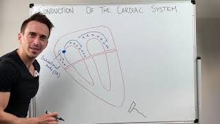 Heart Conduction amp ECG EKG Interpretation [upl. by Nimajaneb18]