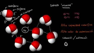 Importancia del agua para la vida  Khan Academy en Español [upl. by Marion]