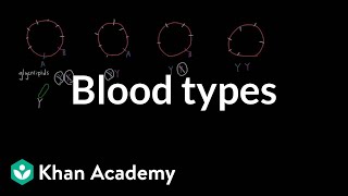 Blood types  Human anatomy and physiology  Health amp Medicine  Khan Academy [upl. by Aliled642]