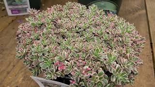 Sedum Tricolor Stonecrop  Superb Hardy Easy to Grow🌝and VERY COLORFUL Perennial [upl. by Avevoneg]