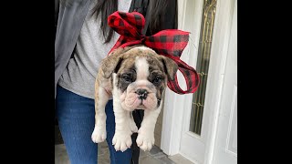 Christmas Puppy Surprise for Mom  Emotional [upl. by Vanda]