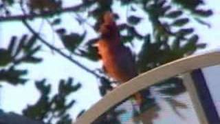 Wild Cardinal singing good sound [upl. by Ced]