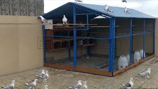 Satinette pigeons  fancy pigeon breeds  Best pigeon breeding cage [upl. by Naziaf684]