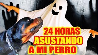 24 HORAS ASUSTANDO A MI PERRO 😅 ROTTWEILER REACCIONANDO a JUGUETES de TERROR 😱 RETO Sandra Cires Art [upl. by Ahsilav]