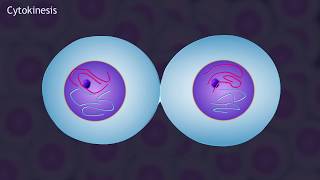 Mitosis and the Cell Cycle Animation [upl. by Karisa]