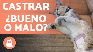 CASTRAR GATOS 🐱✂️ Edad Ventajas y Desventajas [upl. by Enriqueta]