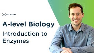 Introduction to Enzymes  Alevel Biology  OCR AQA Edexcel [upl. by Resaec]