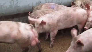 Uk pig slaughterhouse footage 2016 [upl. by Lenore493]